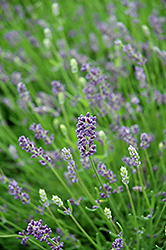 Essence Purple Lavender (Lavandula angustifolia 'Essence Purple') at English Gardens