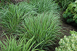 Cheyenne Sky Switch Grass (Panicum virgatum 'Cheyenne Sky') at English Gardens