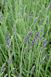 Silver Mist Lavender (Lavandula angustifolia 'Silver Mist') at English Gardens
