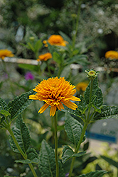 Asahi Sunflower (Heliopsis helianthoides 'Asahi') at English Gardens