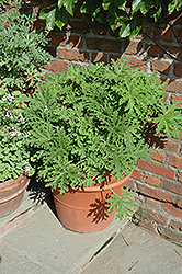 Citrosa Geranium (Pelargonium citrosum) at English Gardens