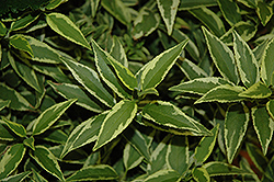 Creme Fraiche Deutzia (Deutzia gracilis 'Mincream') at English Gardens