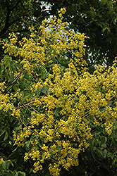 Golden Rain Tree (Koelreuteria paniculata) at English Gardens