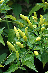 Tabasco Pepper (Capsicum frutescens 'Tabasco') at English Gardens
