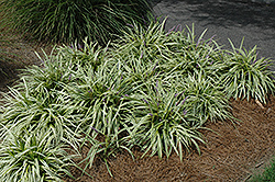 Variegata Lily Turf (Liriope muscari 'Variegata') at English Gardens