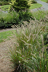 Cassian Dwarf Fountain Grass (Pennisetum alopecuroides 'Cassian') at English Gardens
