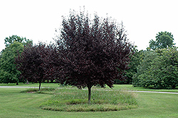 Krauter Vesuvius Plum (Prunus cerasifera 'Krauter Vesuvius') at English Gardens