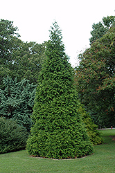 Green Giant Arborvitae (Thuja 'Green Giant') at English Gardens
