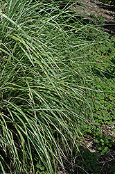 Little Zebra Dwarf Maiden Grass (Miscanthus sinensis 'Little Zebra') at English Gardens