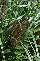 Red Head Fountain Grass (Pennisetum alopecuroides 'Red Head') at English Gardens