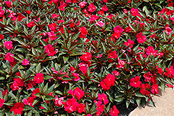 Divine Scarlet Bronze Leaf New Guinea Impatiens (Impatiens hawkeri 'Divine Scarlet Bronze Leaf') at English Gardens