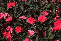 SunPatiens Compact Deep Rose New Guinea Impatiens (Impatiens 'SakimP017') at English Gardens