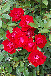 Kardinal Kolorscape Rose (Rosa 'KORsixkono') at English Gardens