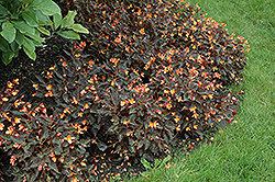 Sparks Will Fly Begonia (Begonia 'Sparks Will Fly') at English Gardens