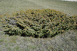 Common Juniper (Juniperus communis) at English Gardens