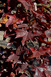 Crimson Sunset Maple (Acer 'JFS-KW202') at English Gardens