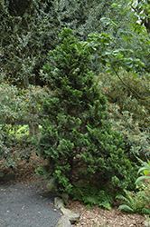 Nana Dwarf Hinoki Falsecypress (Chamaecyparis obtusa 'Nana') at English Gardens