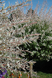 Tricolor Willow (tree form) (Salix integra 'Hakuro Nishiki (tree form)') at English Gardens