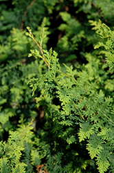 Fernspray Hinoki Falsecypress (Chamaecyparis obtusa 'Filicoides') at English Gardens