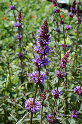 Purple Haze Hyssop (Agastache 'Purple Haze') at English Gardens