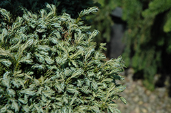 Cyano-Viridis Poodle Form Falsecypress (Chamaecyparis pisifera 'Cyano-Viridis (poodle)') at English Gardens