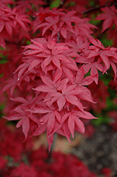 Twombly's Red Sentinel Japanese Maple (Acer palmatum 'Twombly's Red Sentinel') at English Gardens