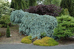 The Blues Colorado Blue Spruce (Picea pungens 'The Blues') at English Gardens