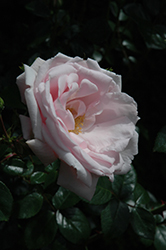 New Dawn Rose (Rosa 'New Dawn') at English Gardens