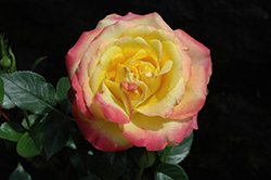Rainbow Sunblaze Rose (Rosa 'Meigenpi') at English Gardens