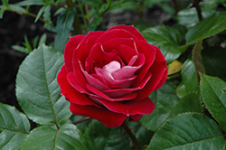 Take It Easy Rose (Rosa 'WEKyoopedko') at English Gardens