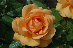 South Africa Sunbelt Rose (Rosa 'KORberbeni') at English Gardens