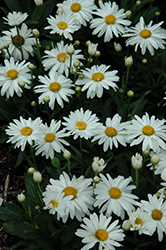 Whoops-A-Daisy Shasta Daisy (Leucanthemum x superbum 'Whoops-A-Daisy') at English Gardens