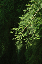 Falling Waters Baldcypress (Taxodium distichum 'Falling Waters') at English Gardens