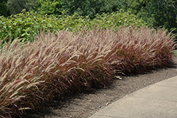 Purple Fountain Grass (Pennisetum setaceum 'Rubrum') at English Gardens