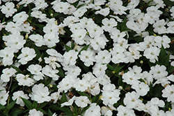 SunPatiens Compact White Impatiens (Impatiens 'SakimP027') at English Gardens