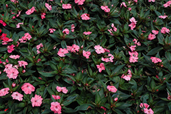 SunPatiens Spreading Shell Pink New Guinea Impatiens (Impatiens 'SunPatiens Spreading Shell Pink') at English Gardens