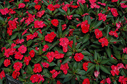 SunPatiens Spreading Scarlet Red New Guinea Impatiens (Impatiens 'SunPatiens Spreading Scarlet Red') at English Gardens