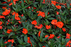 SunPatiens Spreading Clear Orange New Guinea Impatiens (Impatiens 'SunPatiens Spreading Clear Orange') at English Gardens