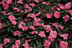 SunPatiens Compact Pink New Guinea Impatiens (Impatiens 'SunPatiens Compact Pink') at English Gardens