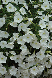 Supertunia White Petunia (Petunia 'Supertunia White') at English Gardens
