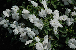 Divine White Blush New Guinea Impatiens (Impatiens hawkeri 'Divine White Blush') at English Gardens