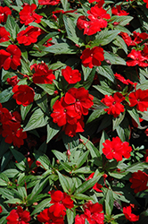 Divine Scarlet Red New Guinea Impatiens (Impatiens hawkeri 'Divine Scarlet Red') at English Gardens