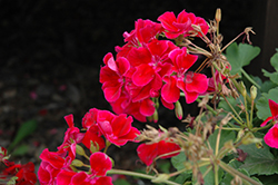 Calliope Crimson Flame Geranium (Pelargonium 'Calliope Crimson Flame') at English Gardens