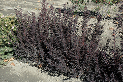 Tiny Wine Ninebark (Physocarpus opulifolius 'SMPOTW') at English Gardens