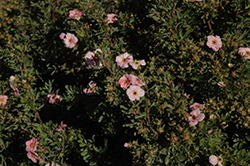 Happy Face Pink Paradise Potentilla (Potentilla fruticosa 'Kupinpa') at English Gardens