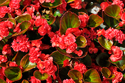 Double Up Red Begonia (Begonia 'LEGDBLRED') at English Gardens