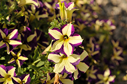 Crazytunia Frisky Violet Petunia (Petunia 'Crazytunia Frisky Violet') at English Gardens