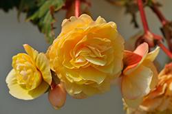 Double Delight Primrose Begonia (Begonia 'Kerbespicup') at English Gardens