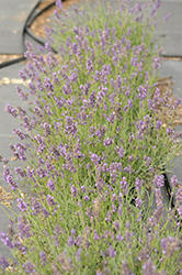 SuperBlue Lavender (Lavandula angustifolia 'SuperBlue') at English Gardens