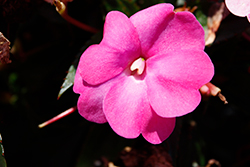 SunPatiens Compact Hot Pink New Guinea Impatiens (Impatiens 'SAKIMP061') at English Gardens